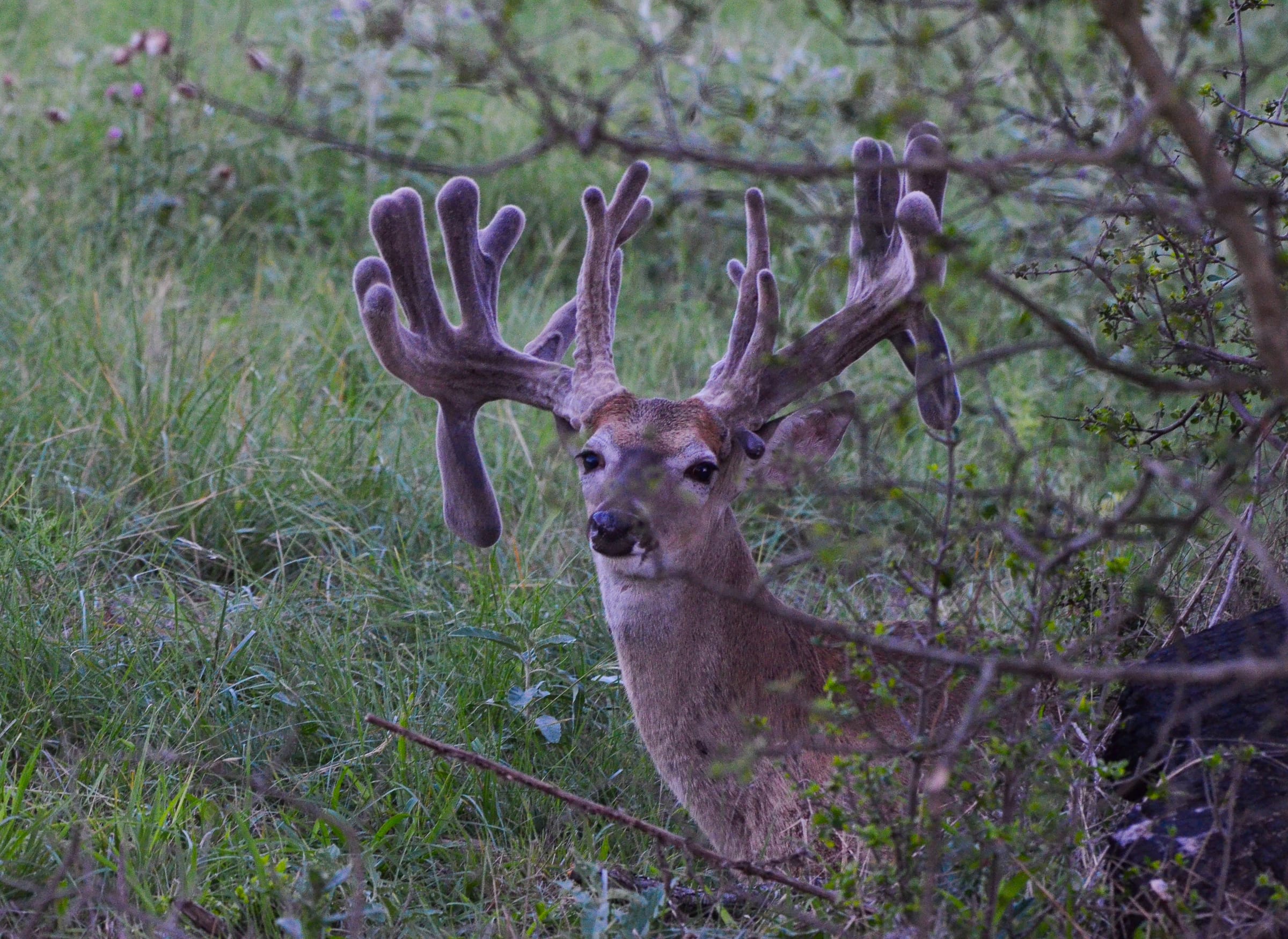 Trophy whitetail buck at Rancho Madroño