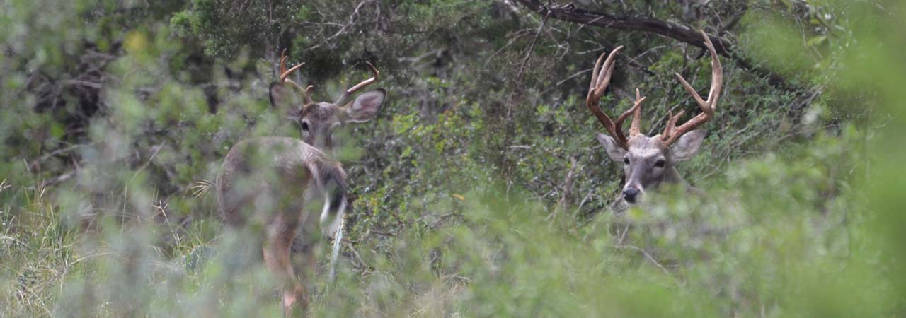 whitetail deer hunting texas hill country