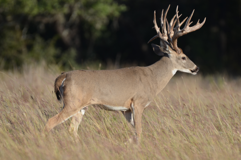 Texas Whitetail Deer Hunts in Hill Country | Rancho Madrono
