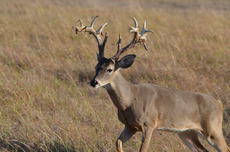Texas Whitetail Deer Hunts in Hill Country | Rancho Madrono