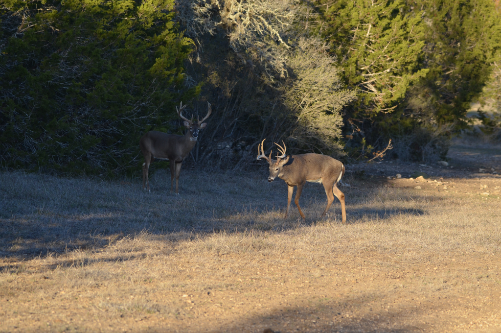 About Rancho Madrono, a Hill Country Lodging and Hunting Ranch
