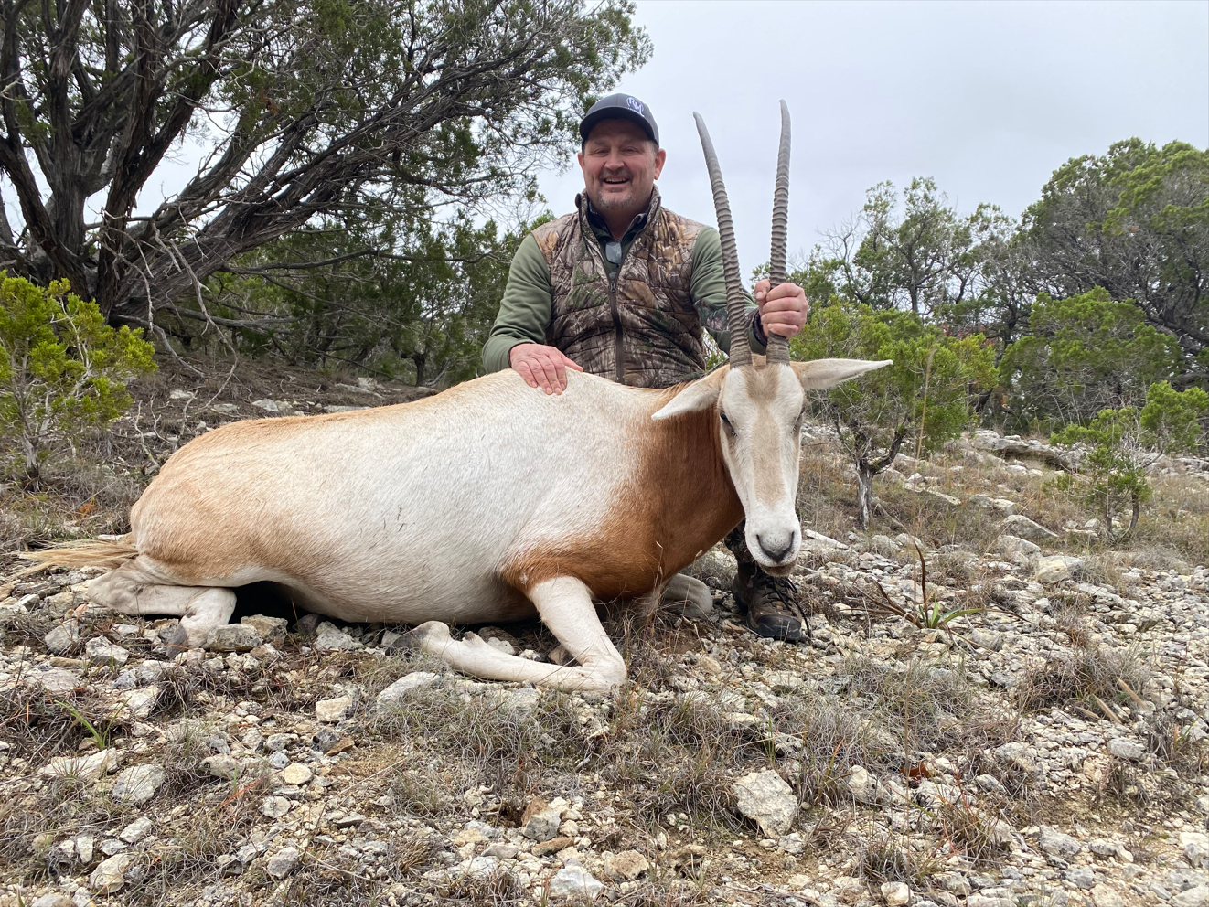 Texas Scimitar Horned Oryx Hunt